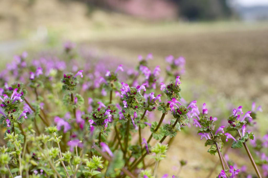 「平成の花咲か爺」に感謝