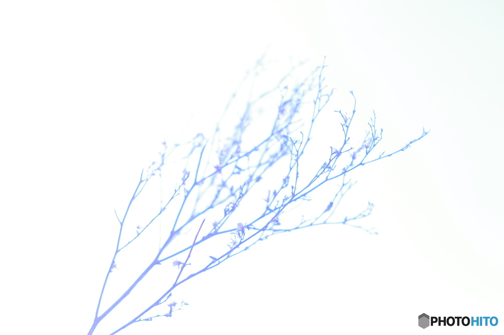 tree branch 