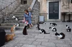猫ネコねこ…