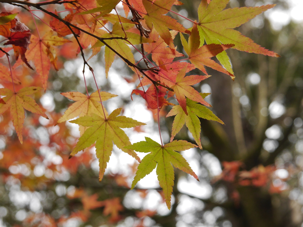 紅葉狩り⑯