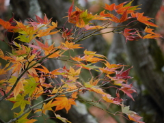 紅葉狩り⑤