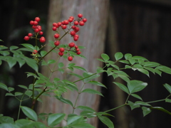 紅葉狩り③