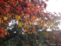 紅葉狩り①