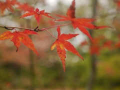 紅葉狩り⑥