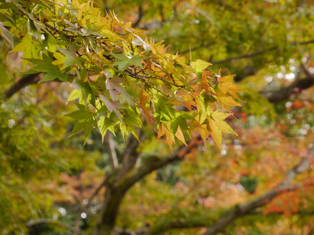 紅葉狩り⑩