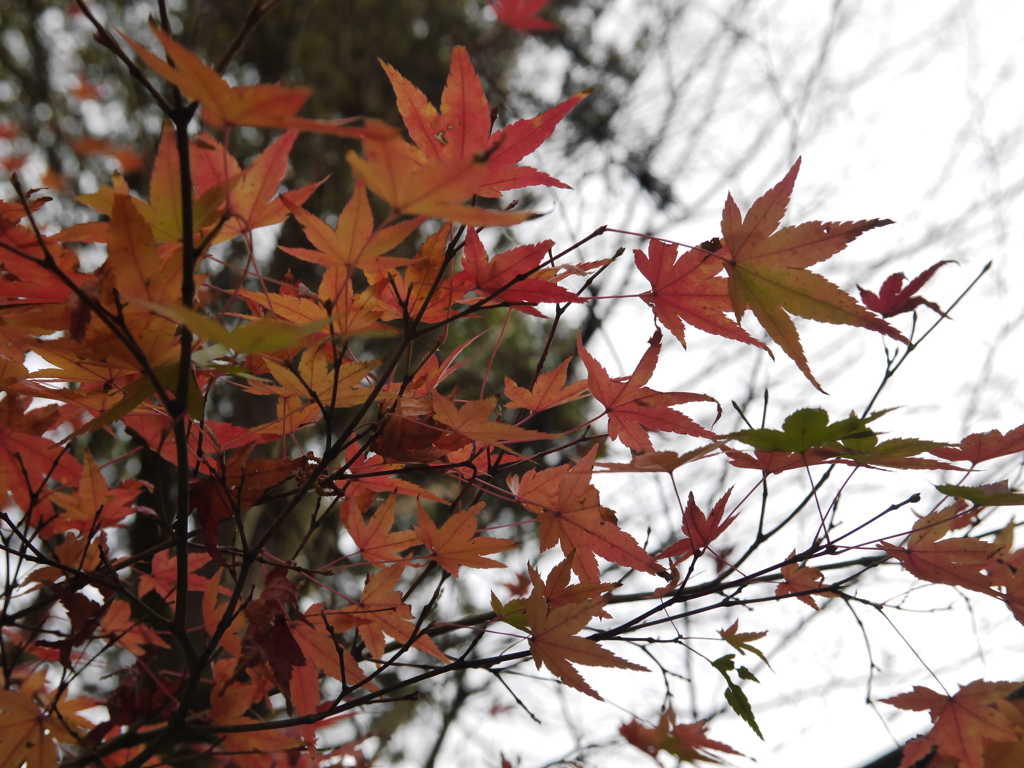 紅葉狩り⑮