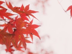 紅葉狩り⑦