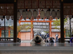 京都桜めぐり (9)