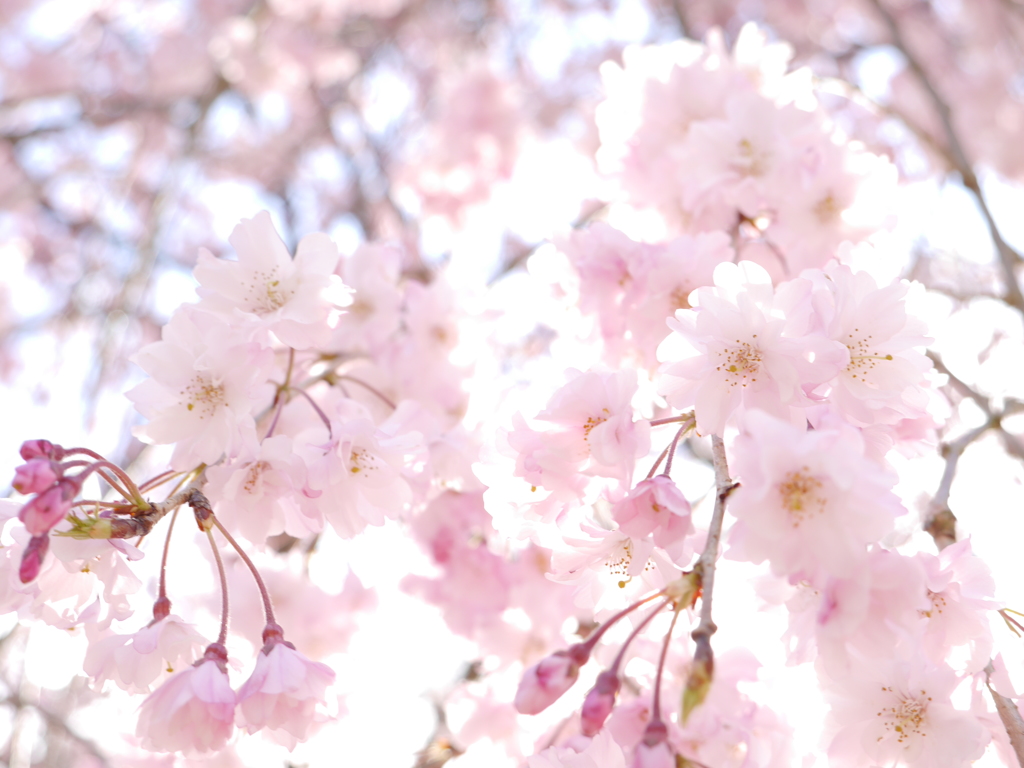 京都桜めぐり (28)