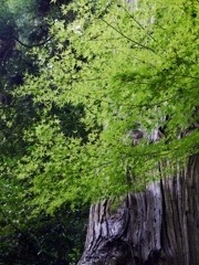 midori