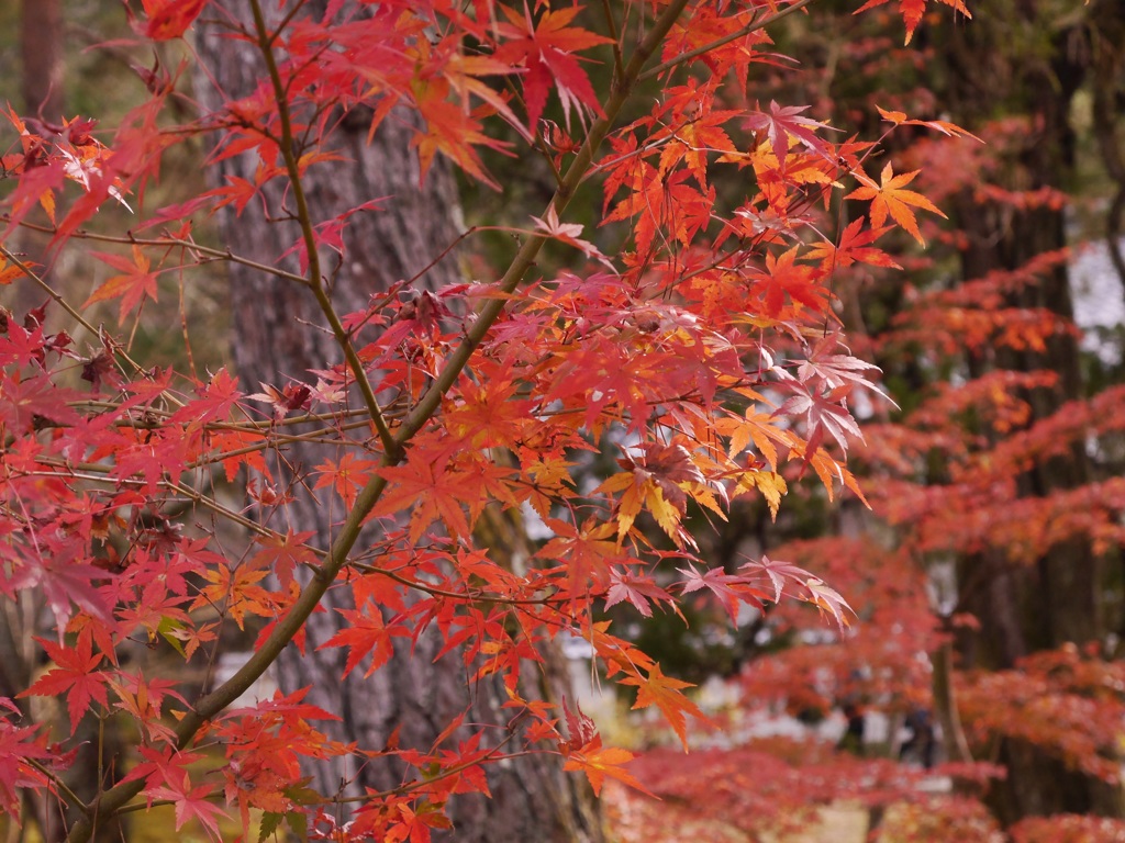 紅葉狩り⑫