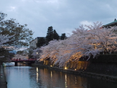 京都桜めぐり (99)