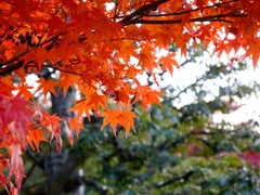 紅葉狩り⑤