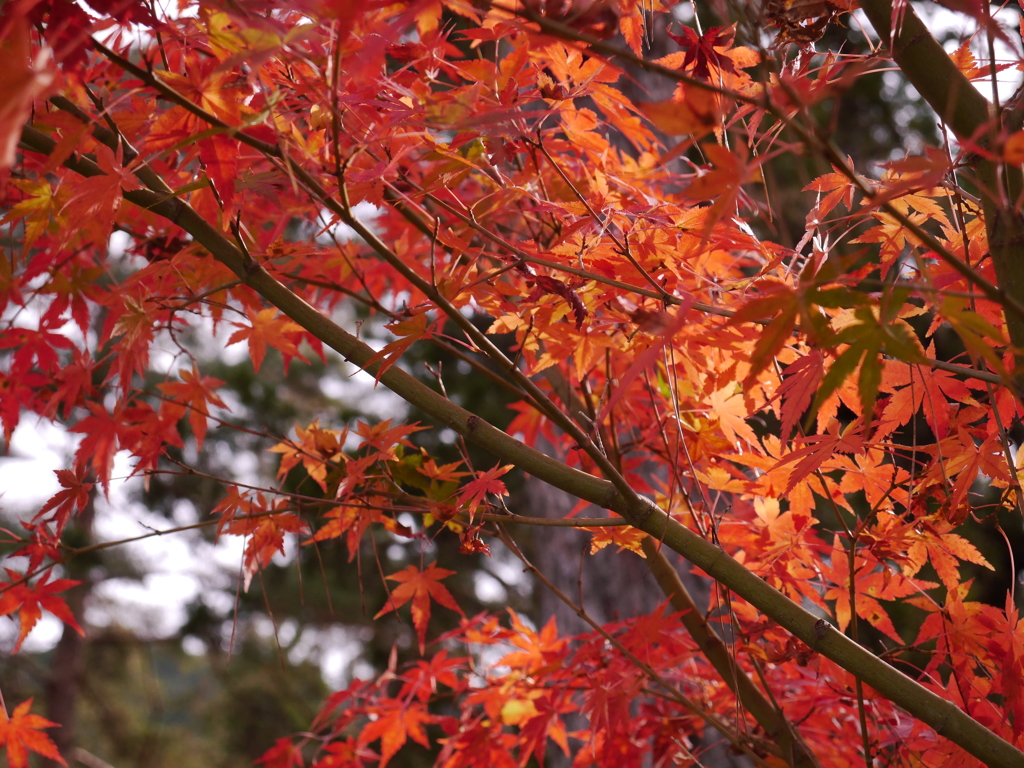 紅葉狩り⑭