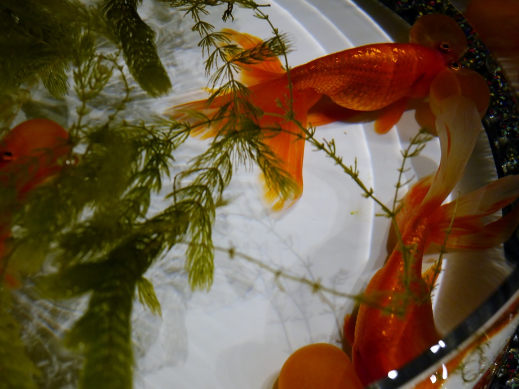 金魚鉢の中の世界