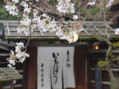 京都桜めぐり (17)