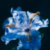 Fringed iris