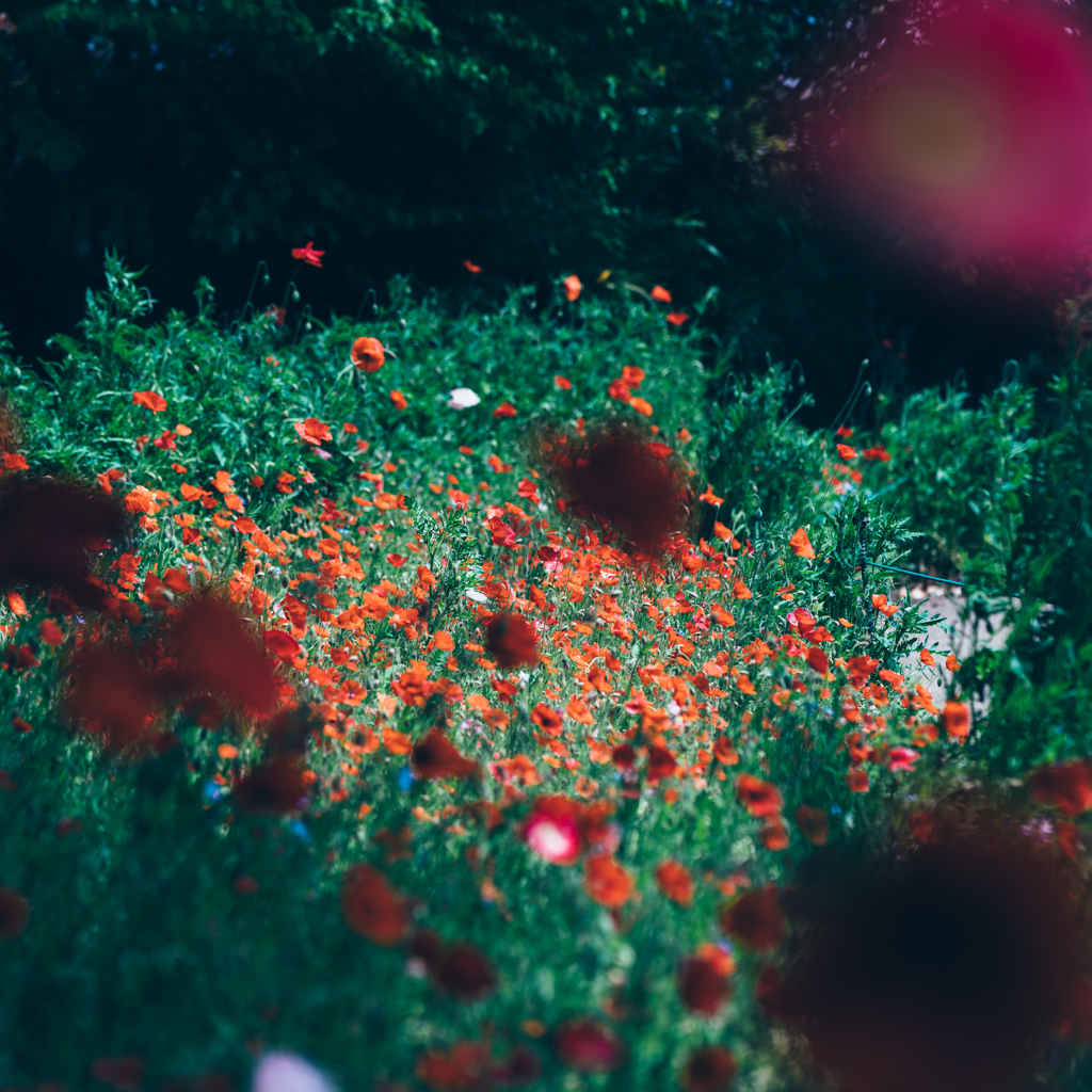 春のつめあわせ An Assortment Of Spring.