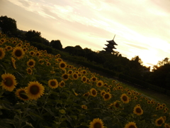 夕陽の夏