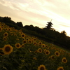 夕陽の夏
