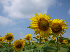 太陽の子たち