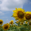 太陽の子たち
