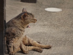 欠伸