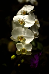 植物公園