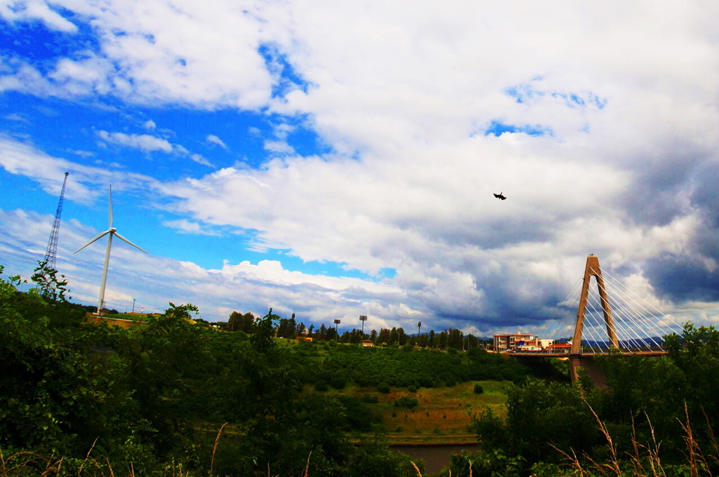 初夏の空に舞う