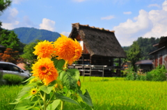 白川郷の夏
