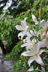 雨露滴る百合の花