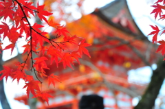 京都の秋