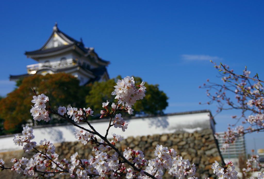 春の岸和田城