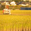 稲刈り