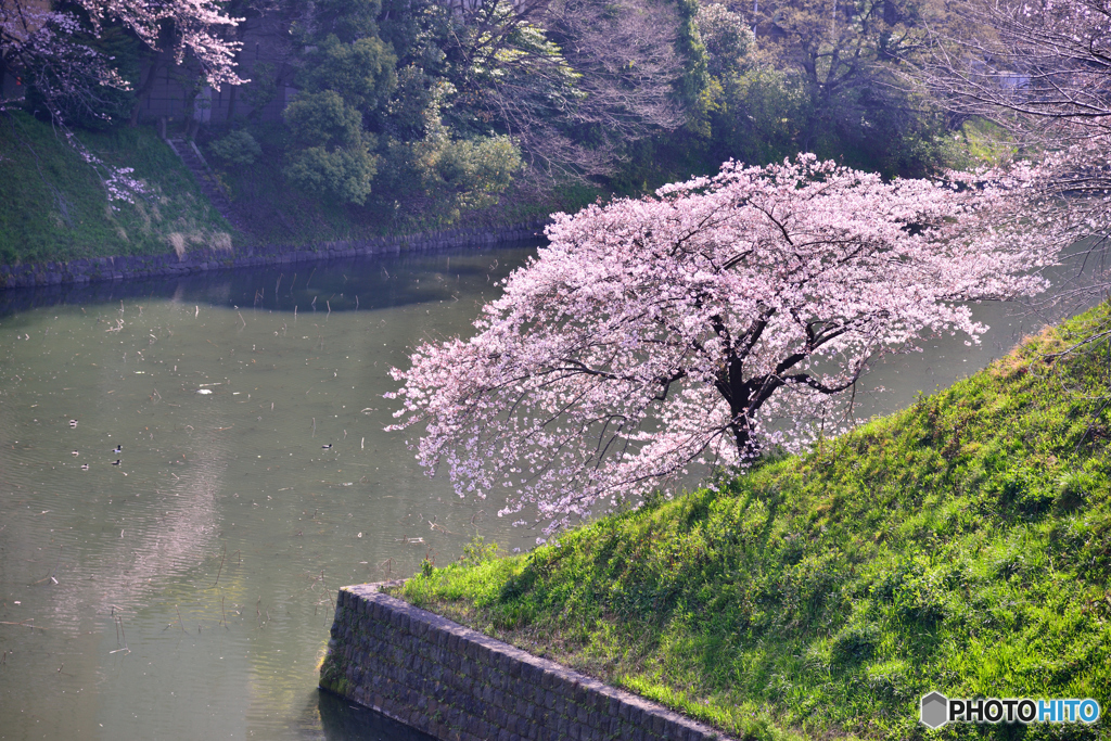 千鳥ヶ淵