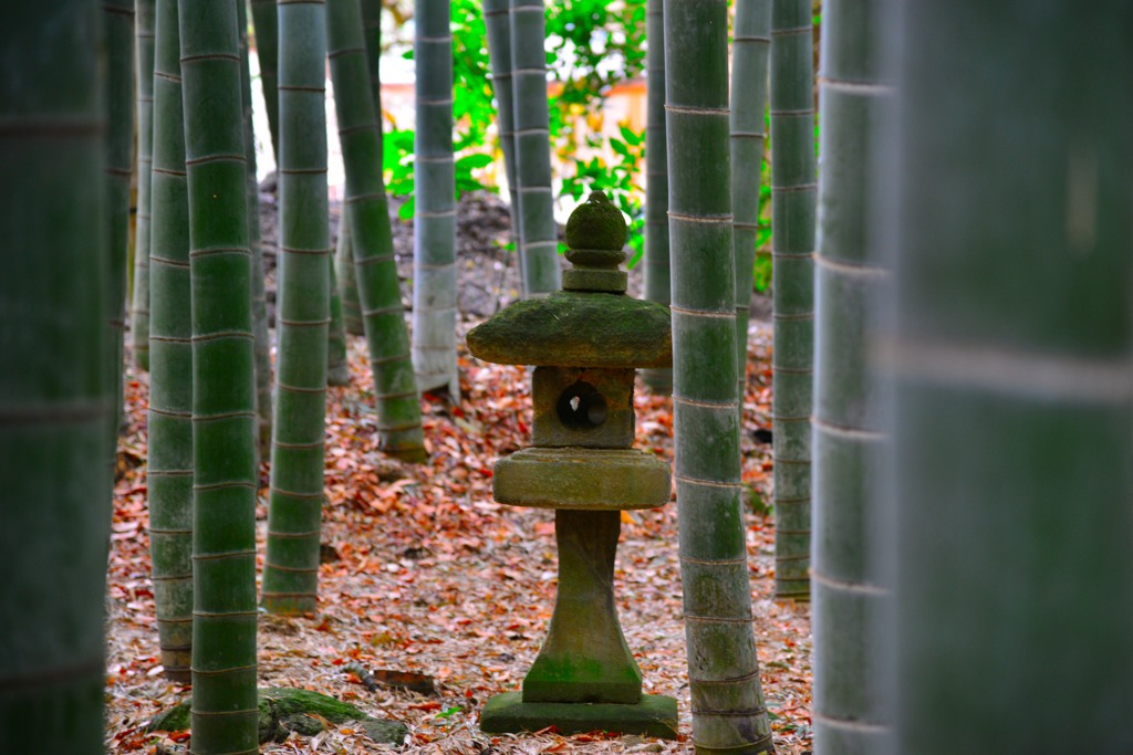 報国寺　竹の庭②