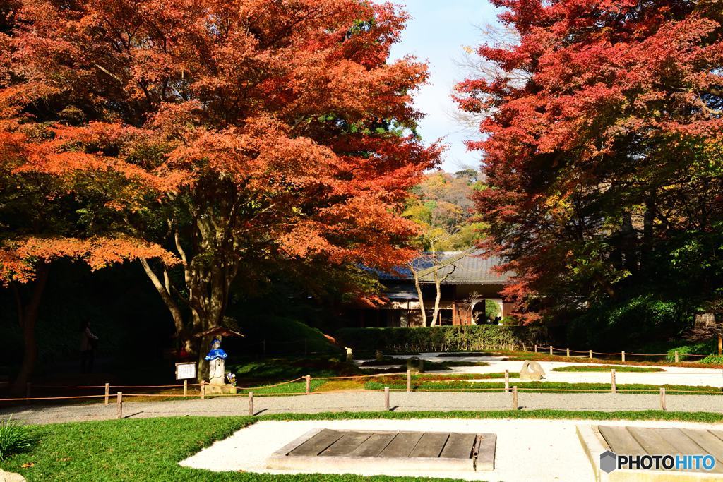 晩秋の鎌倉散歩　明月院⑦
