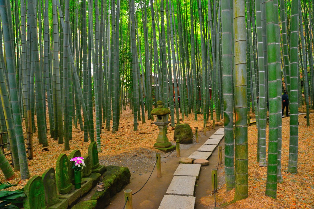 報国寺　竹の庭①