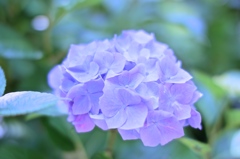 紫陽花