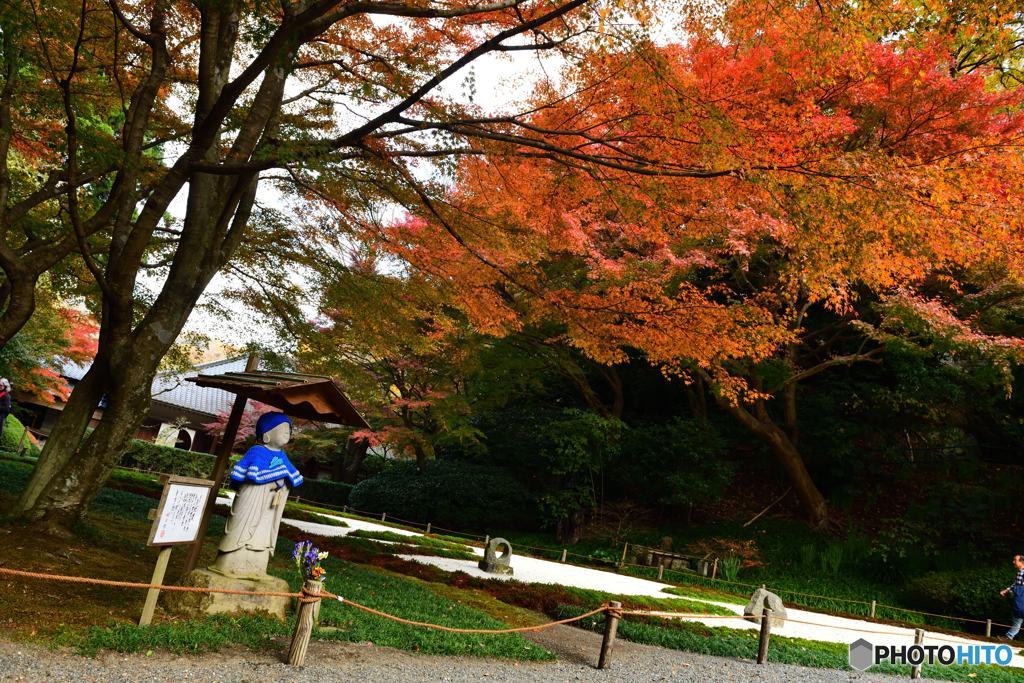 晩秋の鎌倉散歩　明月院⑧