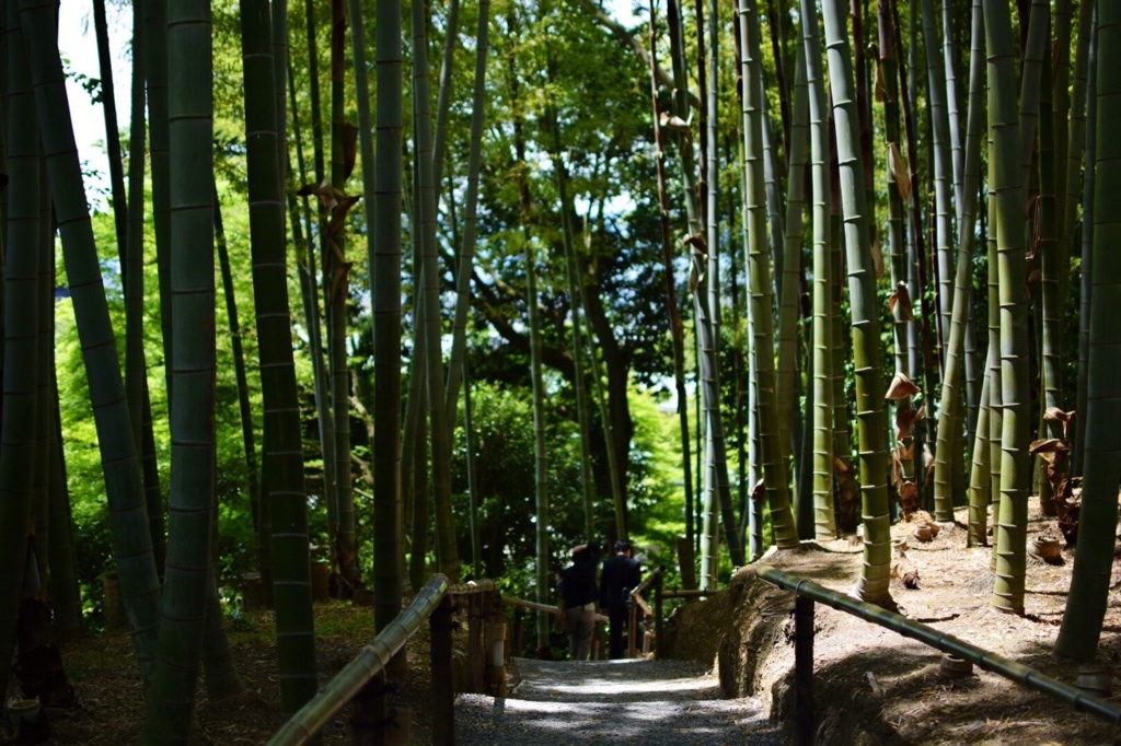 高台寺　竹林