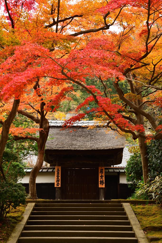 晩秋の鎌倉散歩 円覚寺④