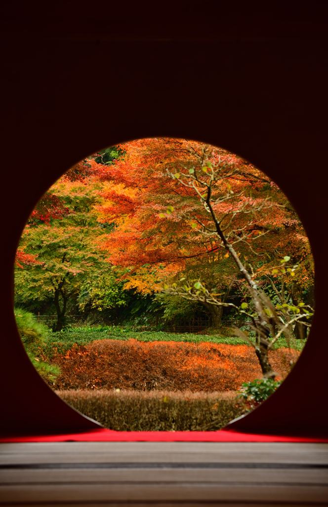 晩秋の鎌倉散歩　明月院①