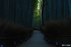 嵐山早朝散歩 竹林の小径