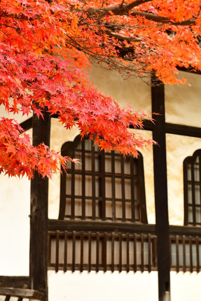 晩秋の鎌倉散歩 円覚寺②