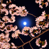 月×桜