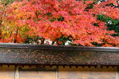 龍安寺　石庭①