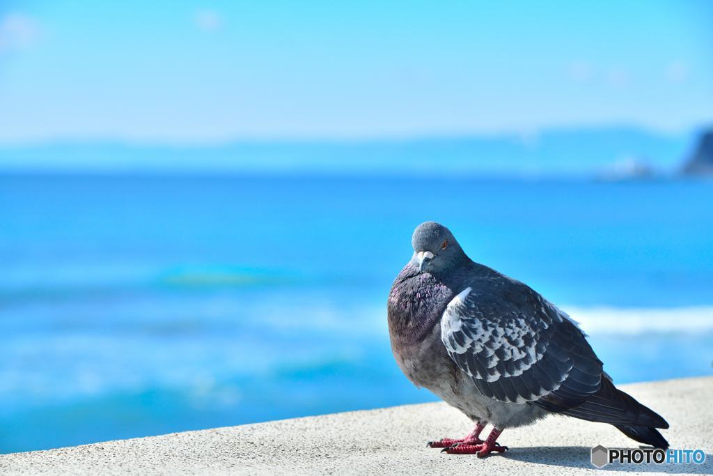 はとのポートレート