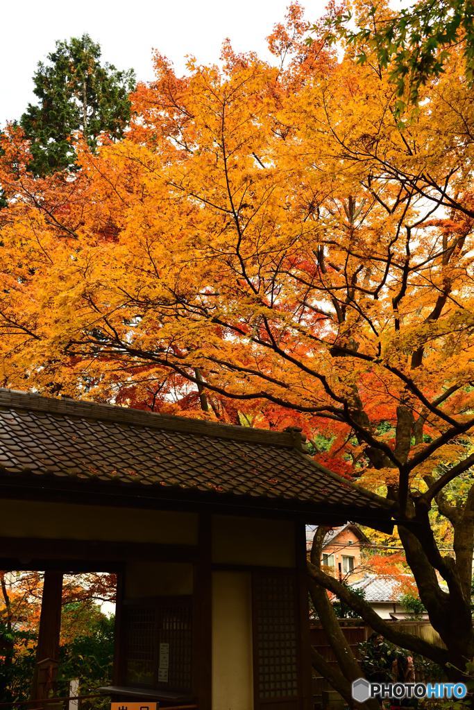 晩秋の鎌倉散歩　明月院⑨