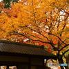晩秋の鎌倉散歩　明月院⑨